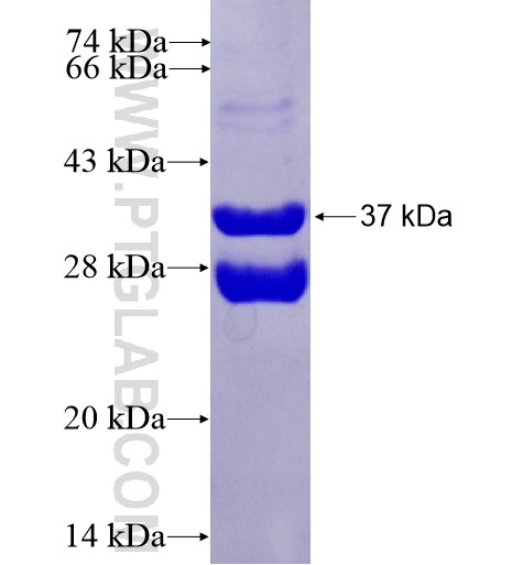 TSPAN13 fusion protein Ag4464 SDS-PAGE