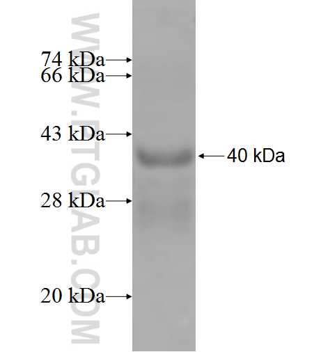 TSPAN14 fusion protein Ag7551 SDS-PAGE