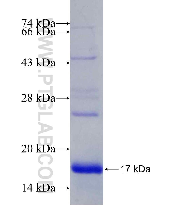 TSPAN9 fusion protein Ag17466 SDS-PAGE