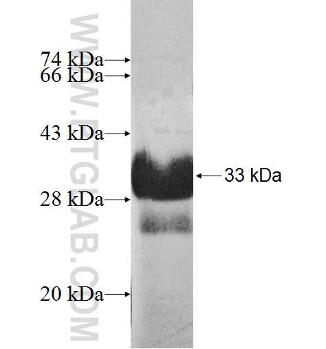 TSR2 fusion protein Ag9240 SDS-PAGE