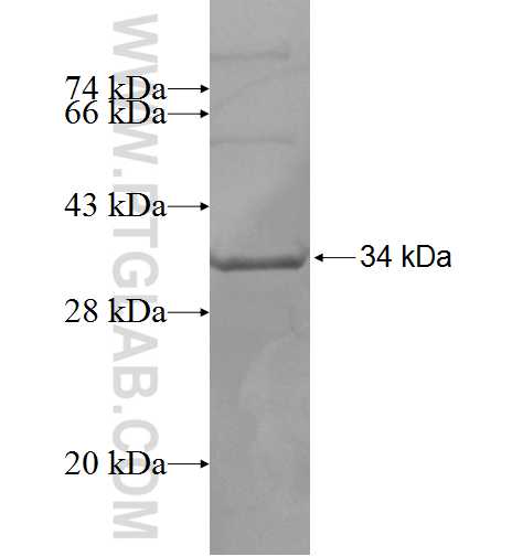 TSSC4 fusion protein Ag6188 SDS-PAGE