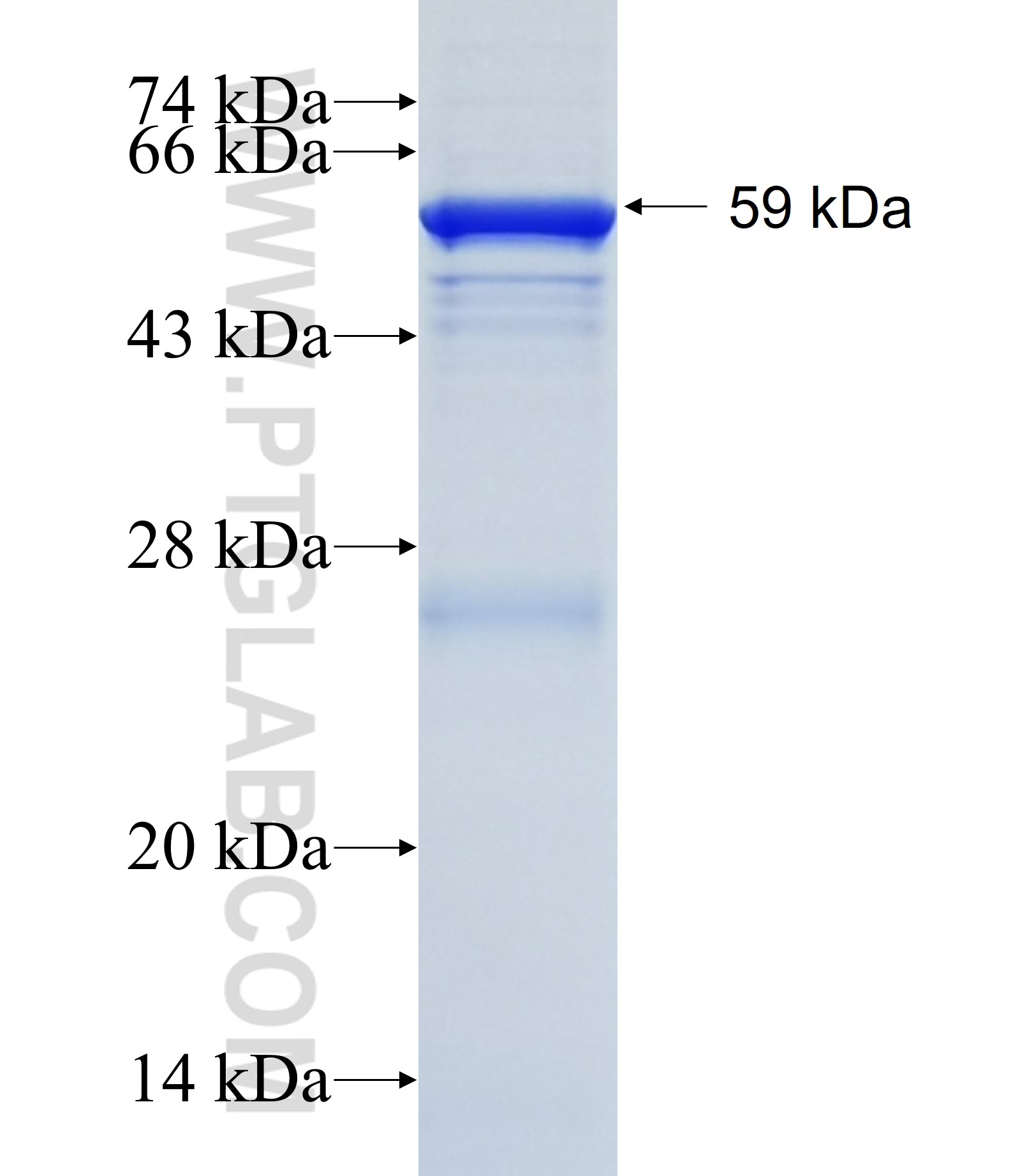 TSSK1B fusion protein Ag3181 SDS-PAGE