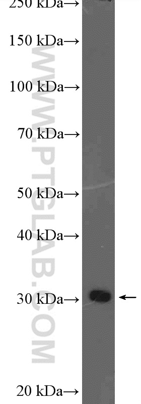 Western Blot (WB) analysis of mouse testis tissue using TSSK3 Polyclonal antibody (12940-1-AP)