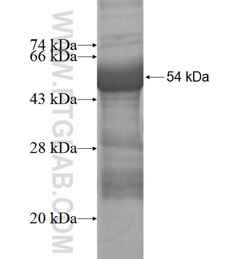 TSSK3 fusion protein Ag4009 SDS-PAGE