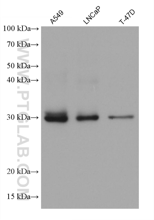 Western Blot (WB) analysis of various lysates using TST Monoclonal antibody (66018-1-Ig)