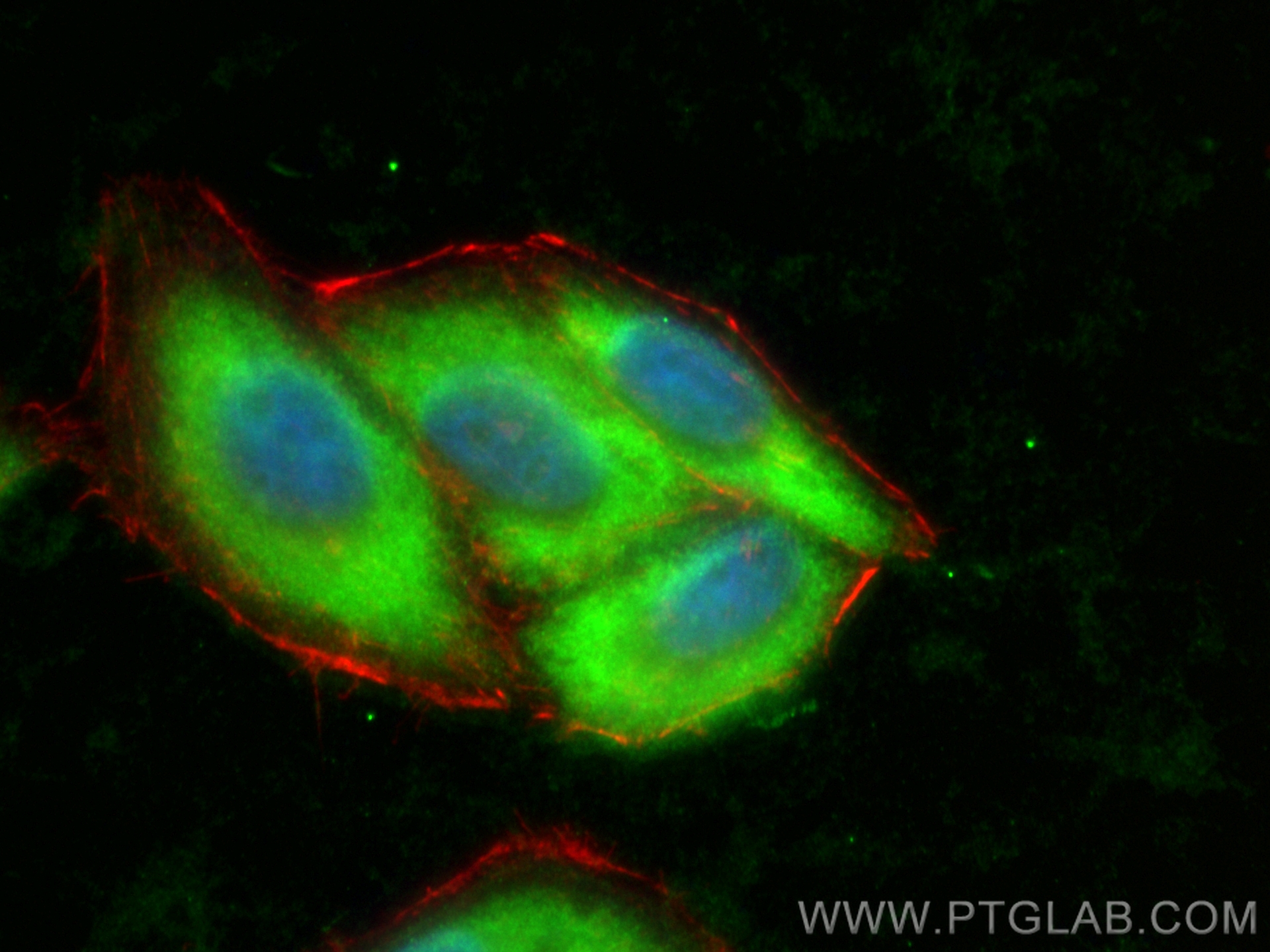 Immunofluorescence (IF) / fluorescent staining of HepG2 cells using CoraLite® Plus 488-conjugated TTC1 Polyclonal anti (CL488-11676)