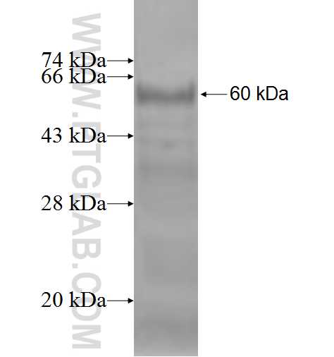 TTC1 fusion protein Ag2277 SDS-PAGE