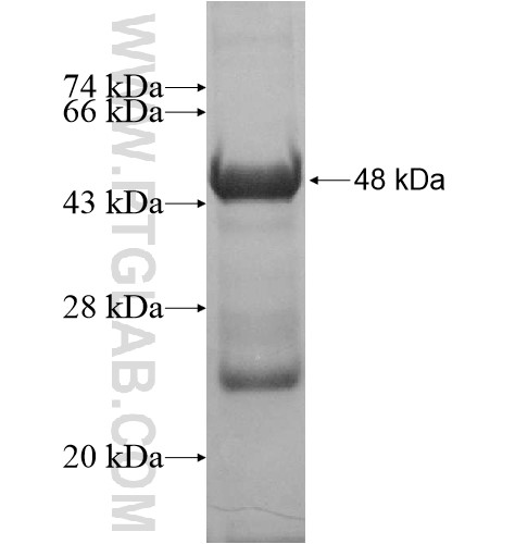 TTC14 fusion protein Ag15783 SDS-PAGE