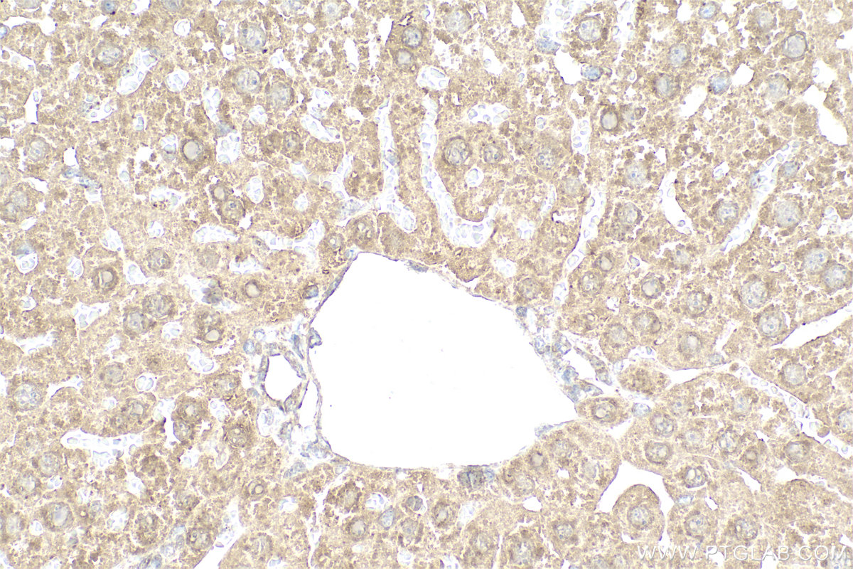 Immunohistochemistry (IHC) staining of mouse liver tissue using Prealbumin/transthyretin Polyclonal antibody (11891-1-AP)