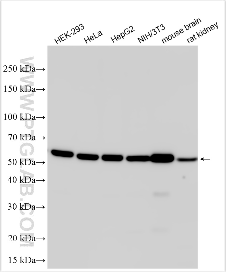 Western Blot (WB) analysis of various lysates using Alpha Tubulin Polyclonal antibody (14555-1-AP)