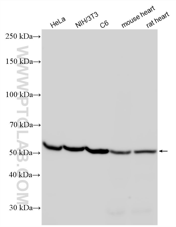 Western Blot (WB) analysis of various lysates using Alpha Tubulin Polyclonal antibody (11224-1-AP)