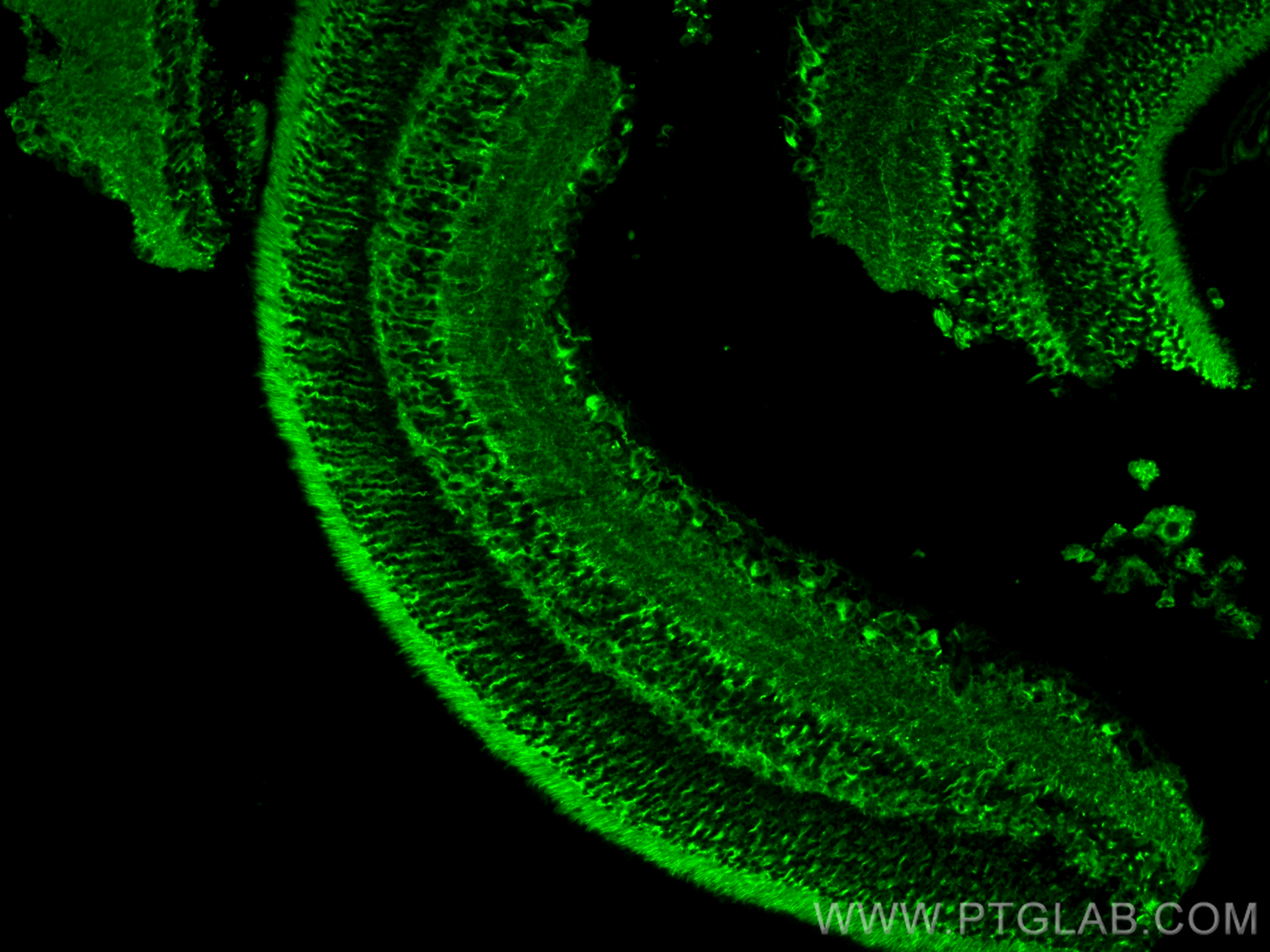 Immunofluorescence (IF) / fluorescent staining of mouse eye tissue using Beta Tubulin Polyclonal antibody (10094-1-AP)