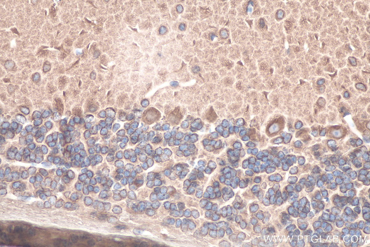 Immunohistochemistry (IHC) staining of mouse cerebellum tissue using Beta Tubulin Polyclonal antibody (10063-2-AP)