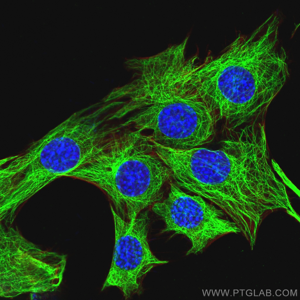 Immunofluorescence (IF) / fluorescent staining of C2C12 cells using Beta Tubulin Polyclonal antibody (10068-1-AP)