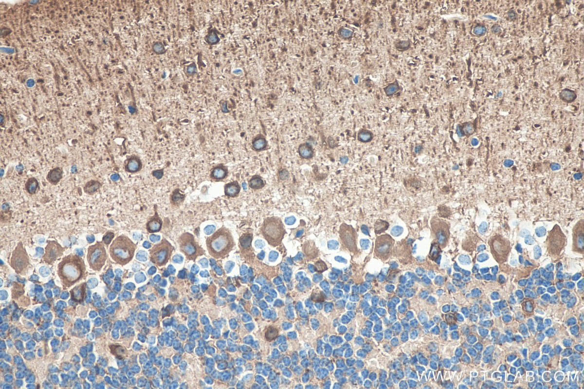 Immunohistochemistry (IHC) staining of mouse cerebellum tissue using TUBB3-specific/TUJ1 Monoclonal antibody (66375-1-Ig)