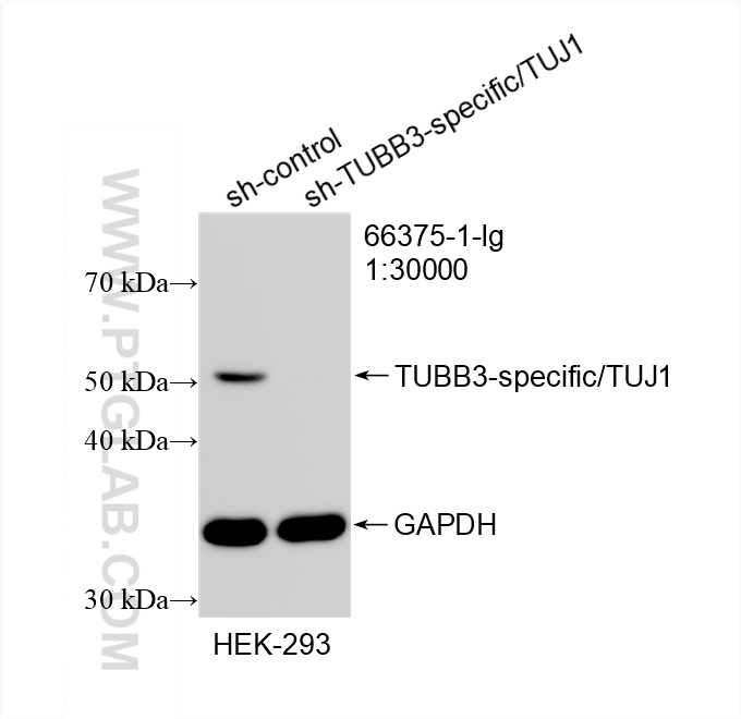 Western Blot (WB) analysis of HEK-293 cells using TUBB3-specific/TUJ1 Monoclonal antibody (66375-1-Ig)