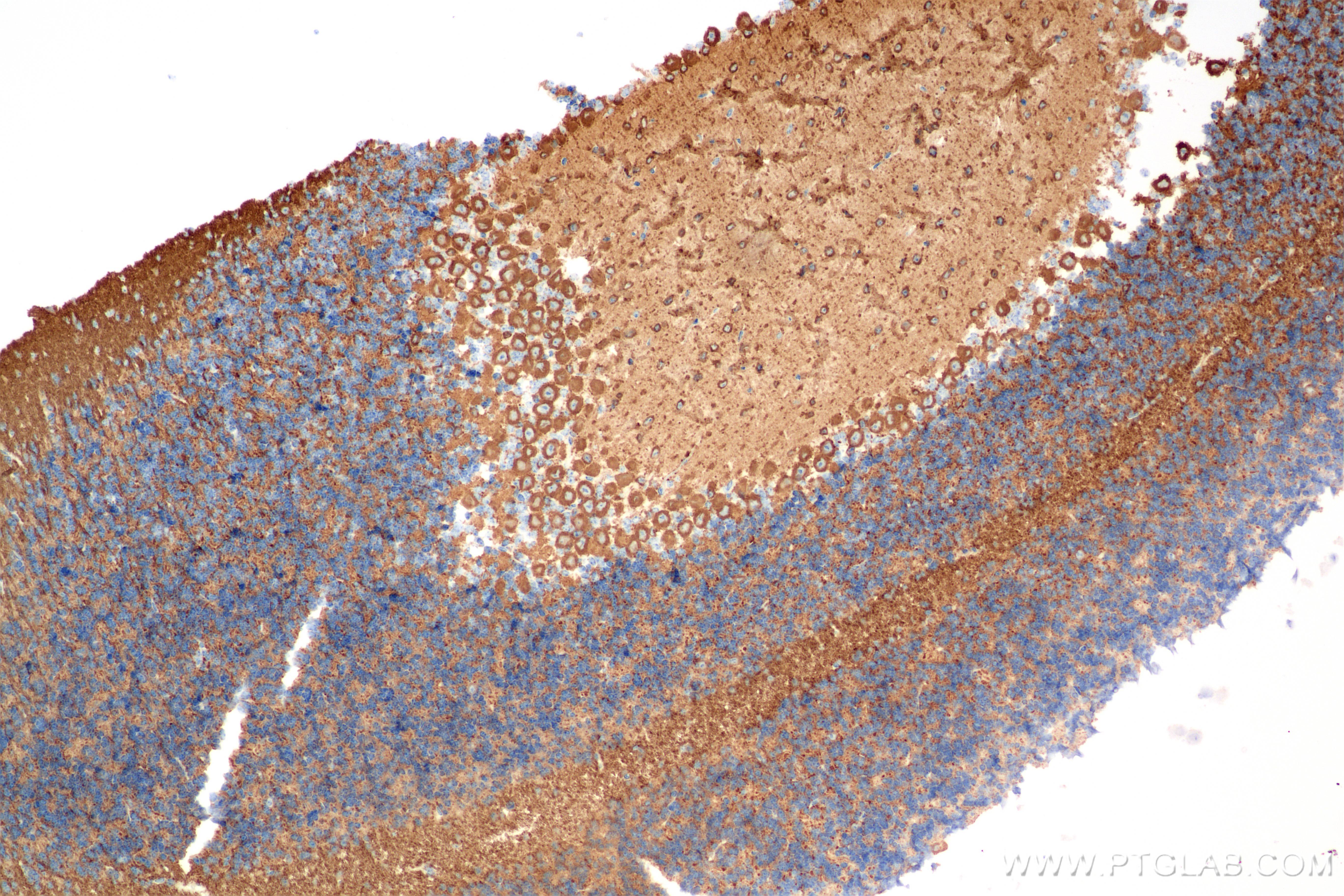 Immunohistochemistry (IHC) staining of mouse cerebellum tissue using TUBB3-specific/TUJ1 Recombinant antibody (80128-3-RR)