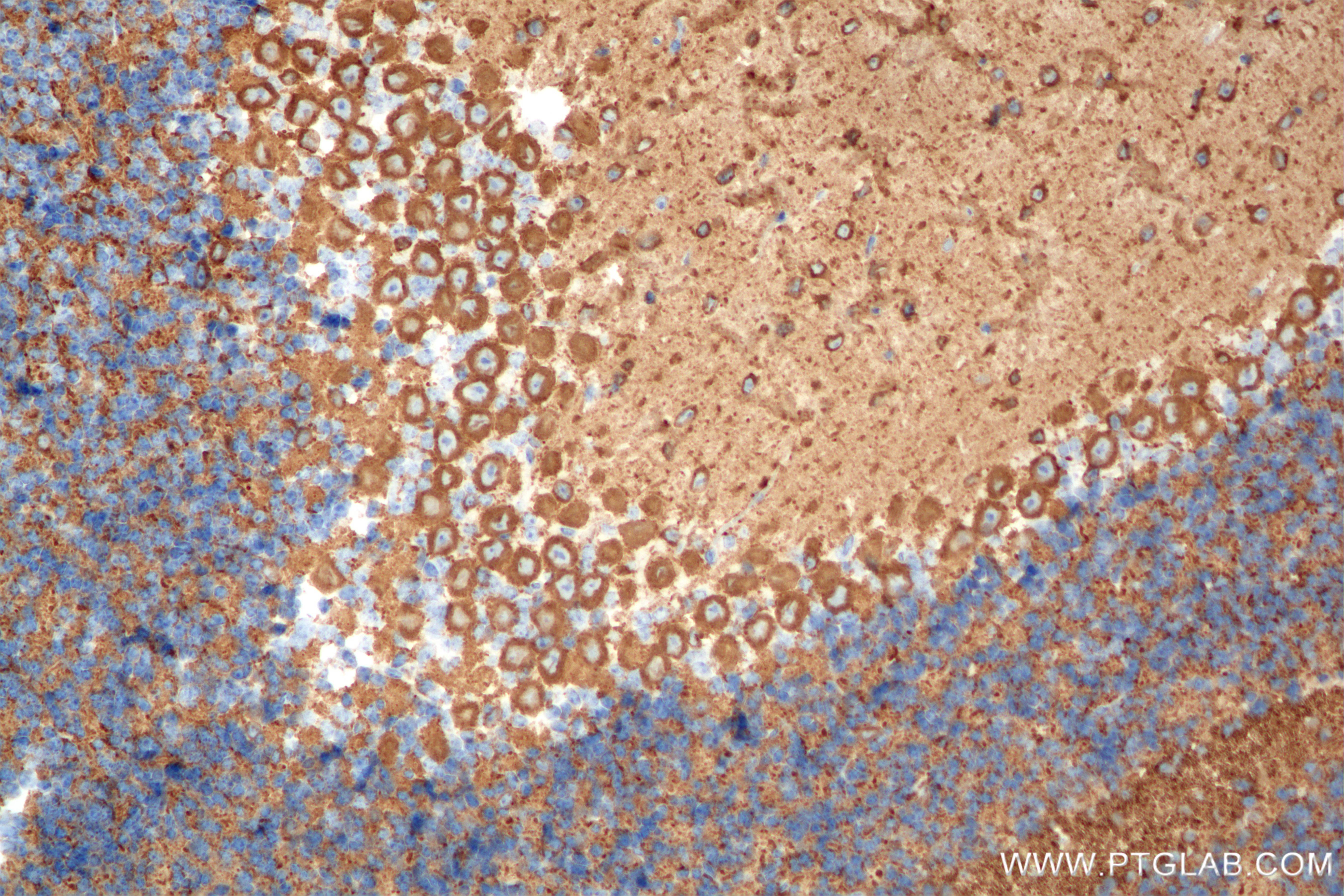 Immunohistochemistry (IHC) staining of mouse cerebellum tissue using TUBB3-specific/TUJ1 Recombinant antibody (80128-3-RR)