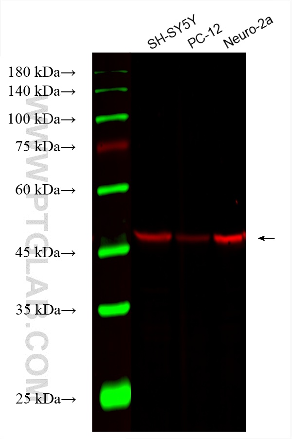 Western Blot (WB) analysis of various lysates using CoraLite®594-conjugated TUBB3-specific/TUJ1 Monocl (CL594-66375)