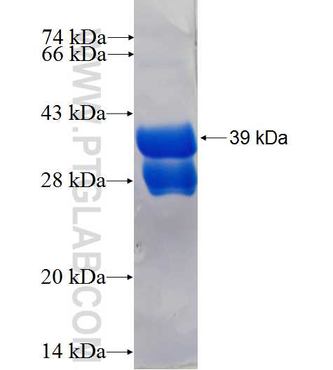 TUBD1 fusion protein Ag26626 SDS-PAGE