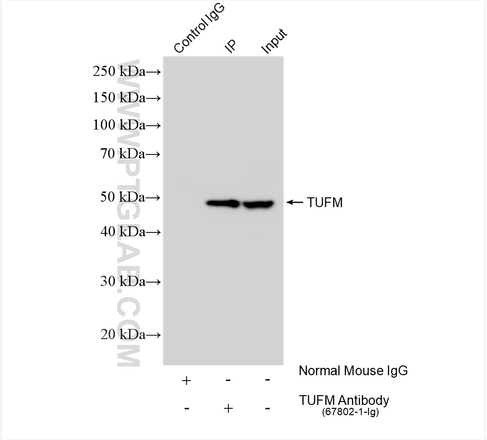 Immunoprecipitation (IP) experiment of HepG2 cells using TUFM Monoclonal antibody (67802-1-Ig)