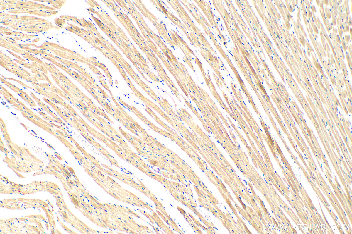 Immunohistochemistry (IHC) staining of mouse heart tissue using TWEAKR Polyclonal antibody (19836-1-AP)