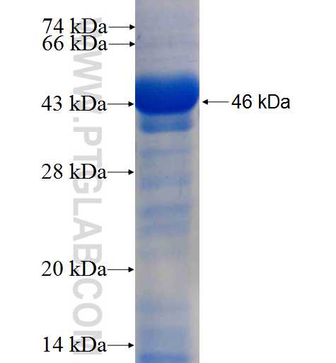 TWF2 fusion protein Ag6542 SDS-PAGE