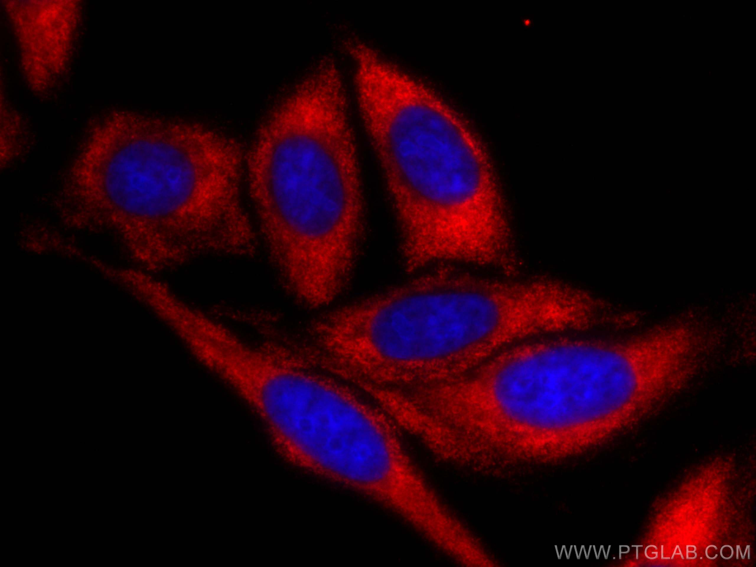 Immunofluorescence (IF) / fluorescent staining of HepG2 cells using CoraLite®594-conjugated TWIST2 Monoclonal antibody (CL594-66544)