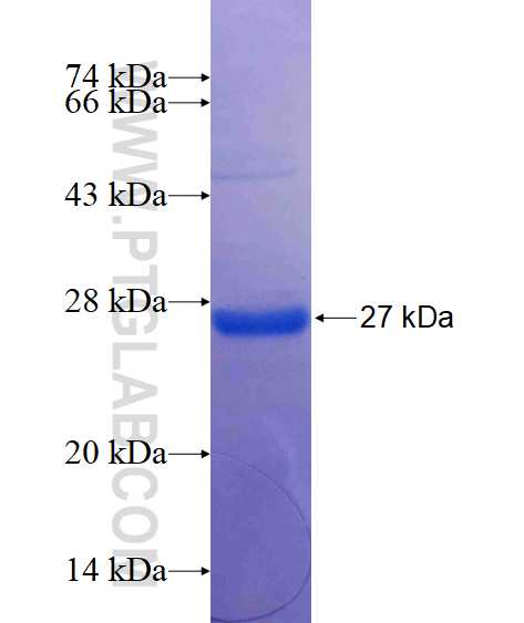 TWSG1 fusion protein Ag14566 SDS-PAGE