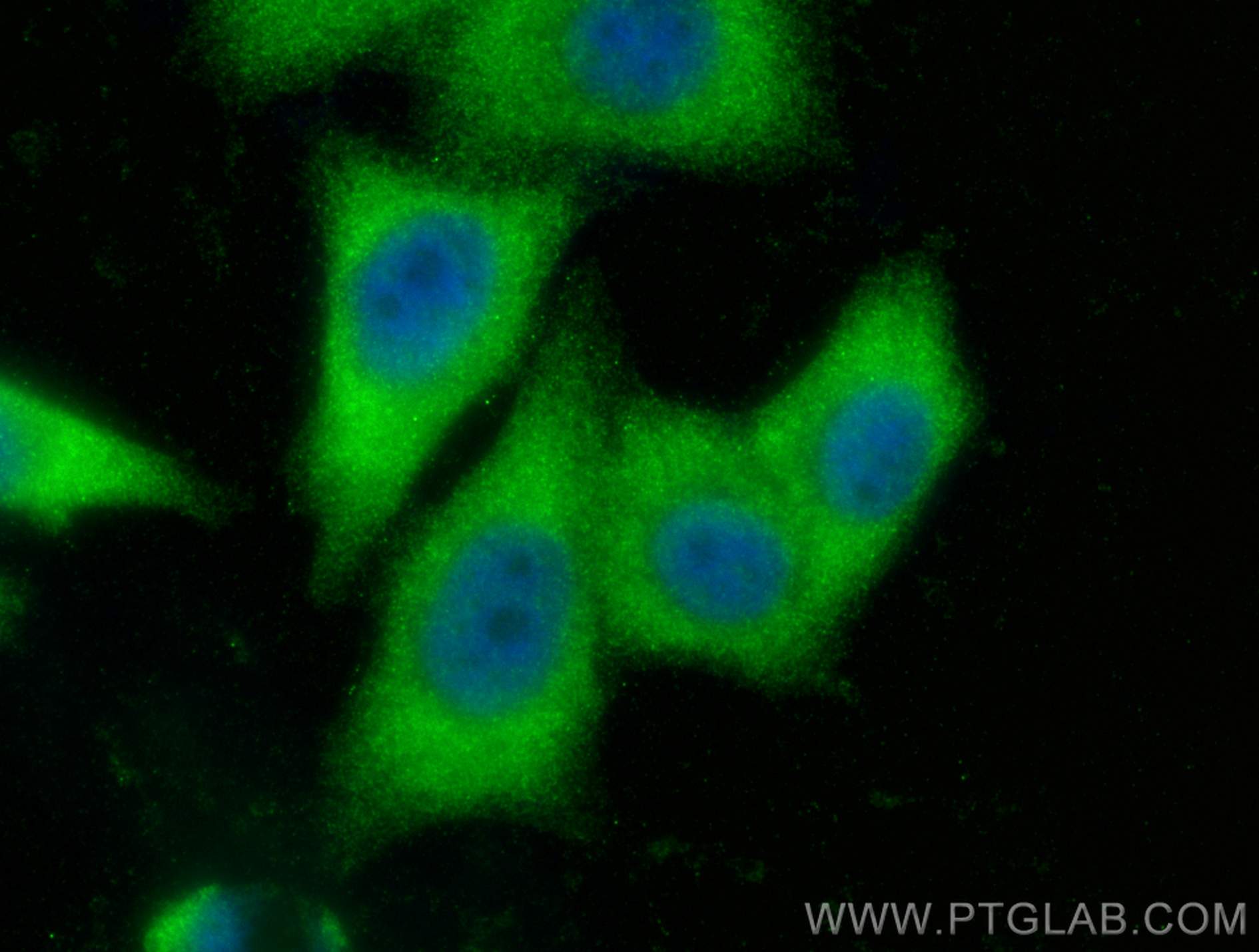 Immunofluorescence (IF) / fluorescent staining of HepG2 cells using TXNDC17 Polyclonal antibody (20811-1-AP)