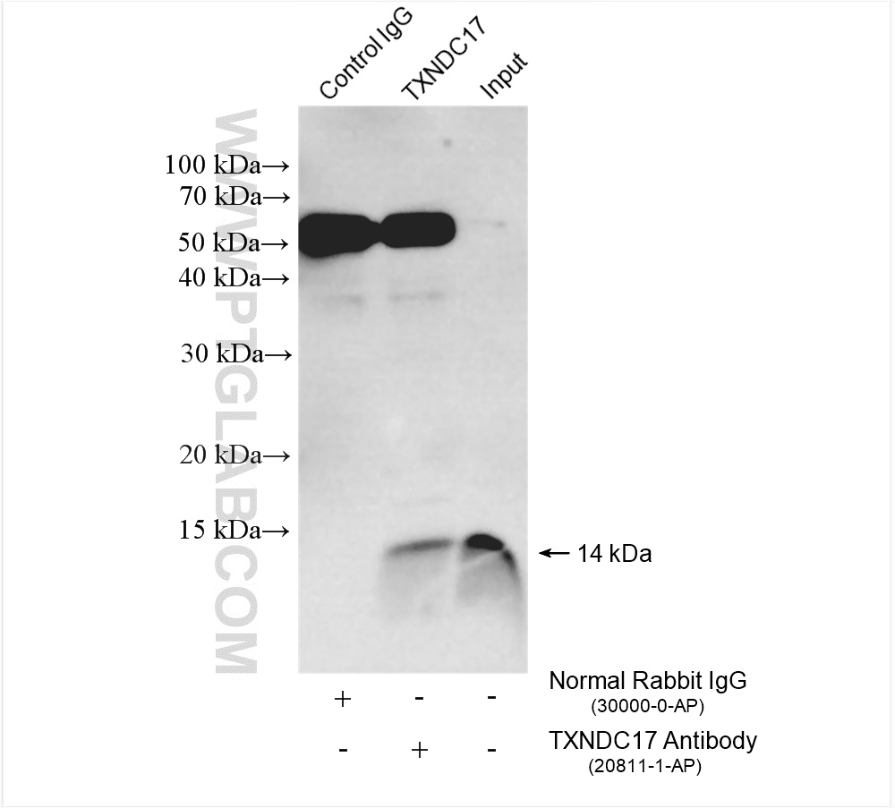 Immunoprecipitation (IP) experiment of HEK-293 cells using TXNDC17 Polyclonal antibody (20811-1-AP)