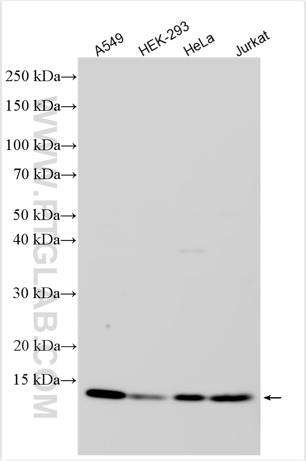 Western Blot (WB) analysis of various lysates using TXNDC17 Polyclonal antibody (20811-1-AP)