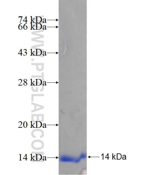 TXNDC17 fusion protein Ag15059 SDS-PAGE