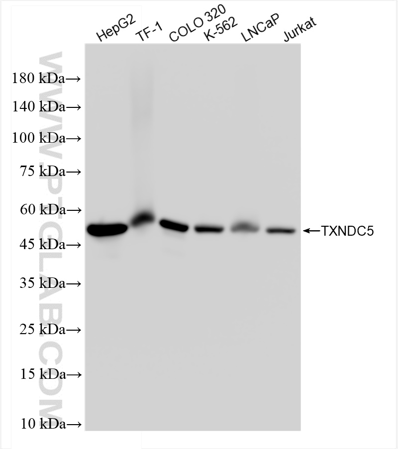 Western Blot (WB) analysis of various lysates using TXNDC5 Recombinant antibody (84756-5-RR)