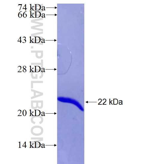 TXNL4A fusion protein Ag26493 SDS-PAGE