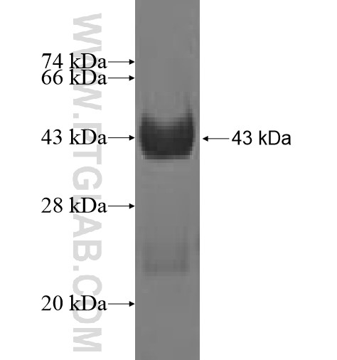 TXNL4B fusion protein Ag3620 SDS-PAGE