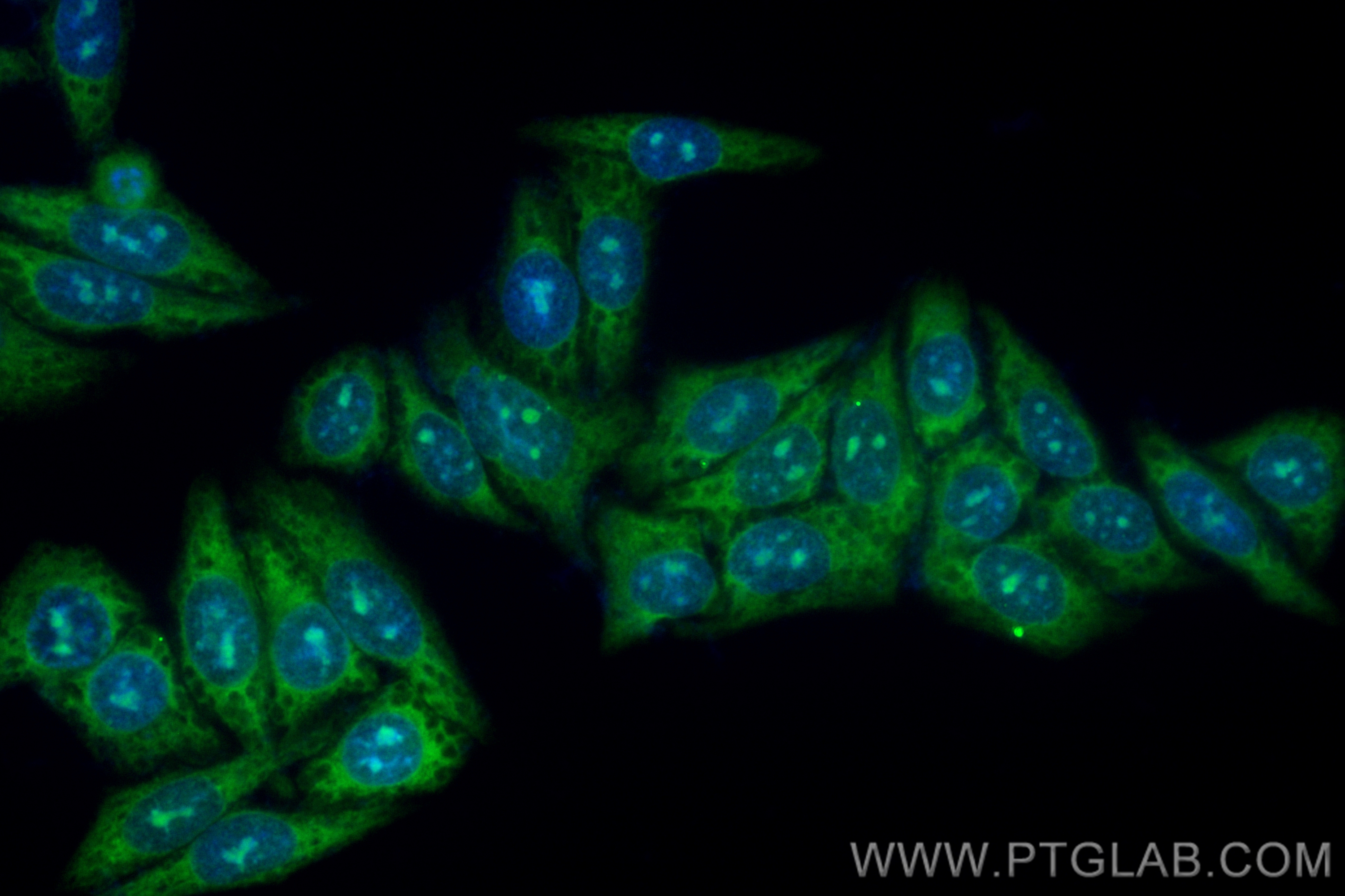 Immunofluorescence (IF) / fluorescent staining of HepG2 cells using CoraLite® Plus 488-conjugated TYK2 Recombinant ant (CL488-83161-4)