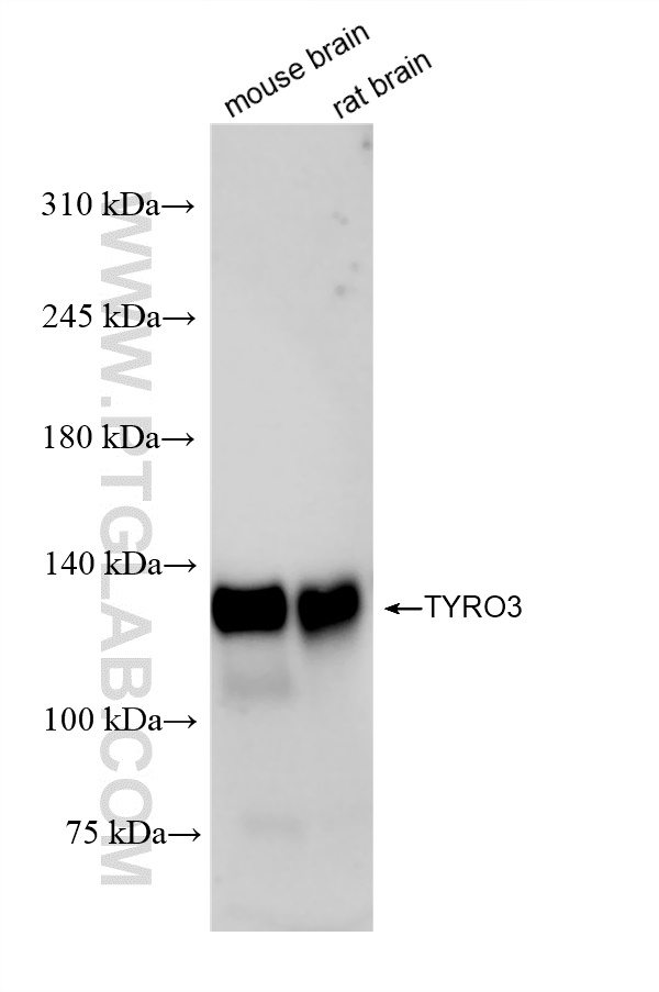 Western Blot (WB) analysis of various lysates using TYRO3 Recombinant antibody (84929-6-RR)