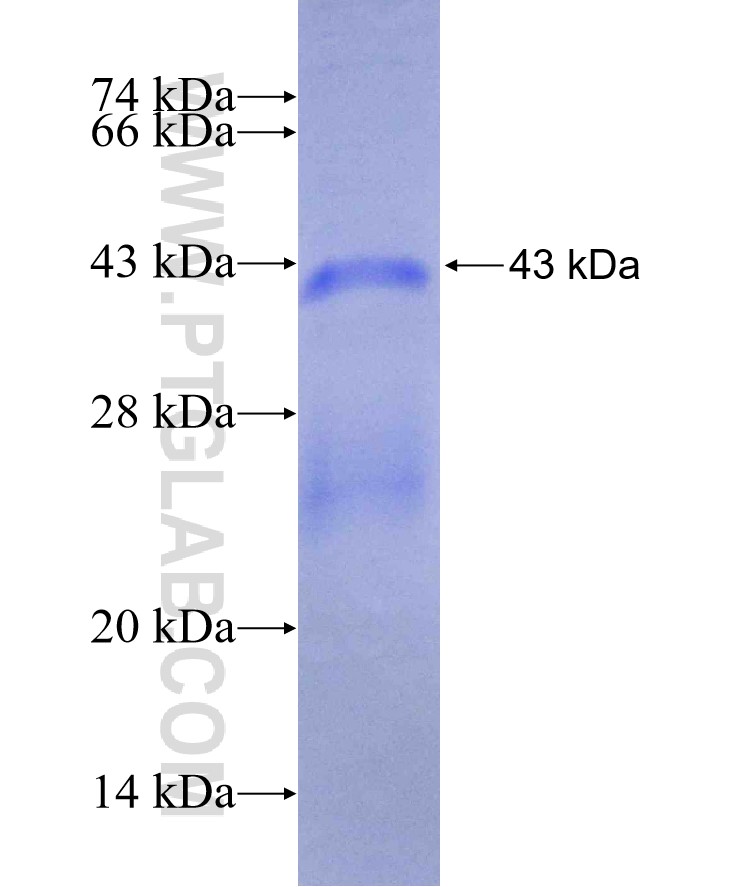 TYRO3 fusion protein Ag29527 SDS-PAGE