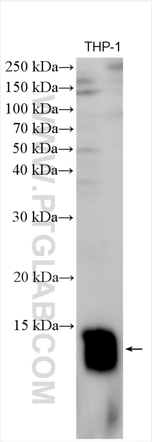 Western Blot (WB) analysis of various lysates using TYROBP/DAP12 Polyclonal antibody (28138-1-AP)