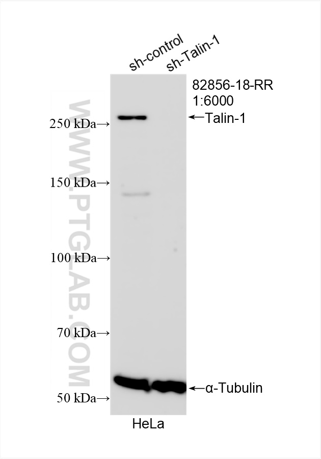 Western Blot (WB) analysis of HeLa cells using Talin-1 Recombinant antibody (82856-18-RR)