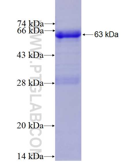 Tax (HTLV-2) fusion protein Ag0472 SDS-PAGE