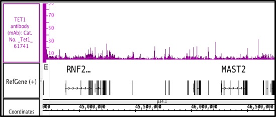 TET1 antibody tested by ChIP-Seq. ChIP was performed using TET1 antibody with 30 ug chromatin from human brain tumor cells and 4 ul of antibody. ChIP DNA was sequenced on the Illumina HiSeq and 15 million sequence tags were mapped to identify TET1 binding sites. The image shows binding across a region of chromosome 1.