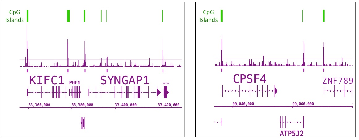 Tet1 antibody (pAb) tested by ChIP-Seq. ChIP was performed using the ChIP-IT High Sensitivity Kit (Cat. No. 53040) with 25 ug of chromatin from a human testicle and 4 ul of TET1 antibody. ChIP DNA was sequenced on the Illumina HiSeq and 15 million sequence tags were mapped to identify TET1 binding sites. TET1 ChIP-Seq data shows the expected enrichment of TET1 at CpG islands.