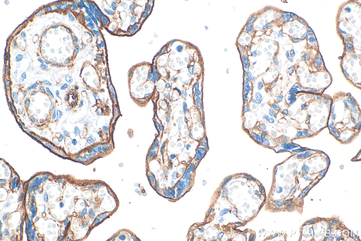 Immunohistochemistry (IHC) staining of human placenta tissue using CD141/Thrombomodulin Recombinant antibody (83416-4-RR)