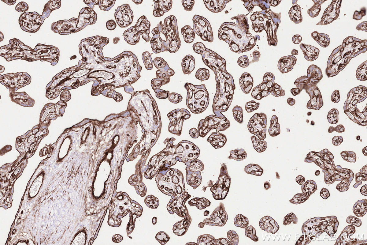 Immunohistochemistry (IHC) staining of human placenta tissue using CD141/Thrombomodulin Recombinant antibody (83416-4-RR)