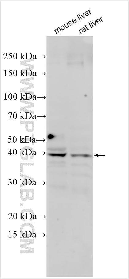 Western Blot (WB) analysis of various lysates using Thrombopoietin Polyclonal antibody (31259-1-AP)