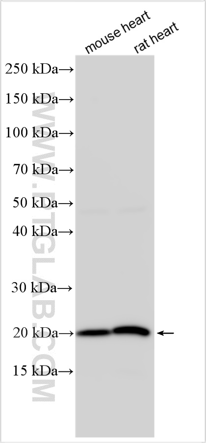 Western Blot (WB) analysis of various lysates using Timp1 Polyclonal antibody (30869-1-AP)