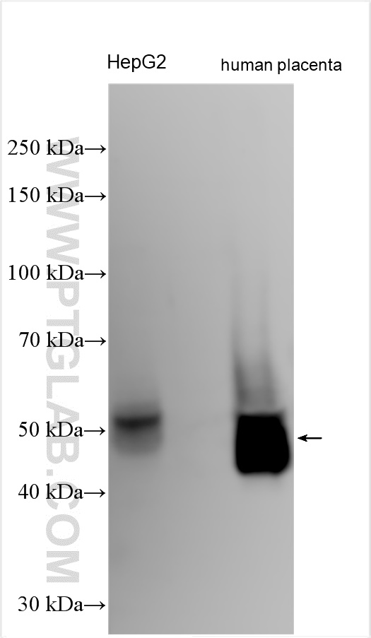 Western Blot (WB) analysis of various lysates using Tissue Factor Polyclonal antibody (31453-1-AP)