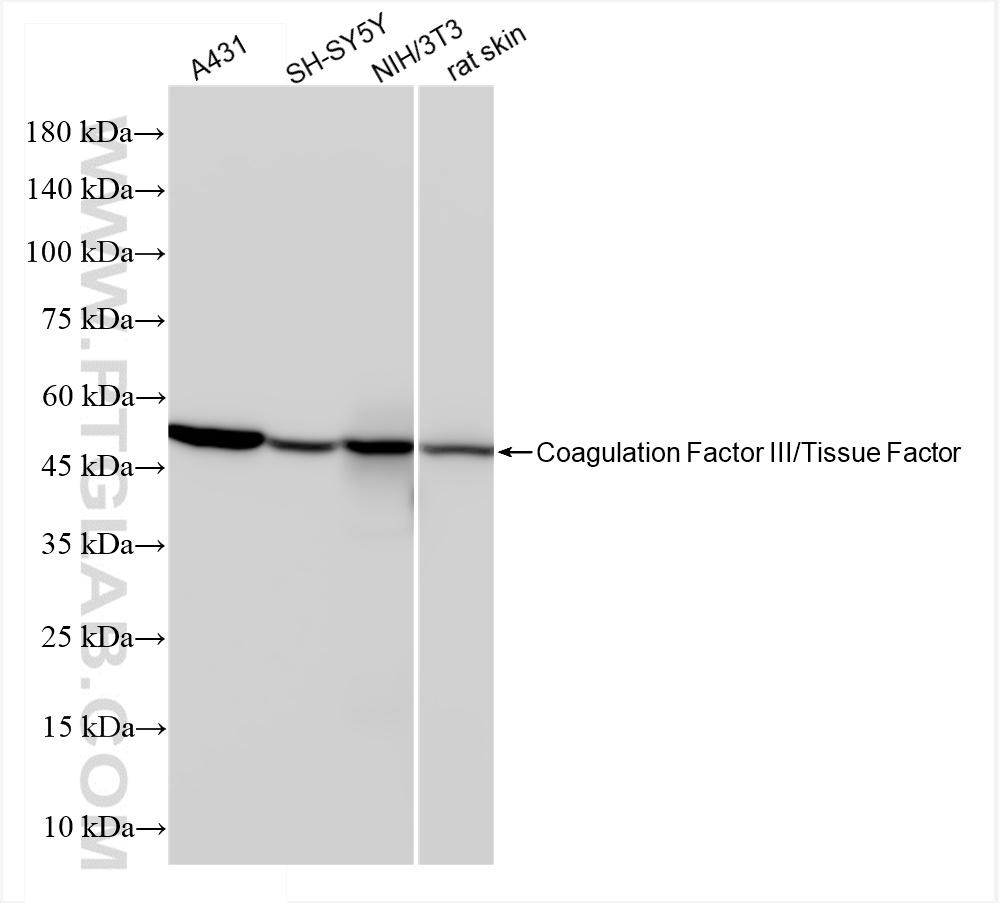 Western Blot (WB) analysis of various lysates using Tissue Factor Recombinant antibody (83887-4-RR)